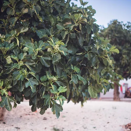 Charming Near Alvor Bay - Damashome Портіман